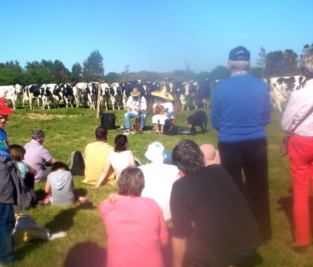 Les vaches kiffent leur race (probablement des Holstein !)